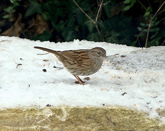 hedge sparrow